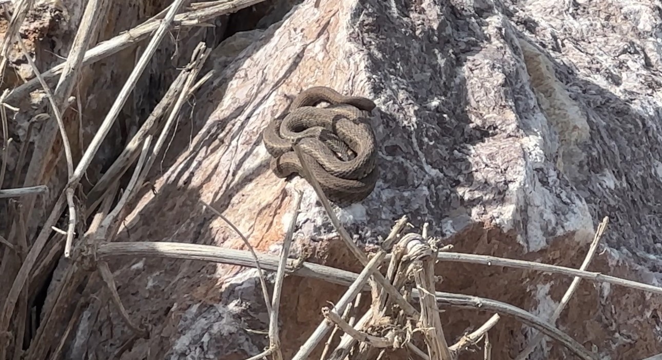 Brezilya’nın ’Yılan Adası’ değil Yüksekova