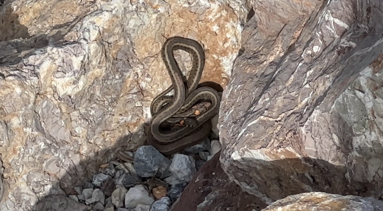 Brezilya’nın ’Yılan Adası’ değil Yüksekova