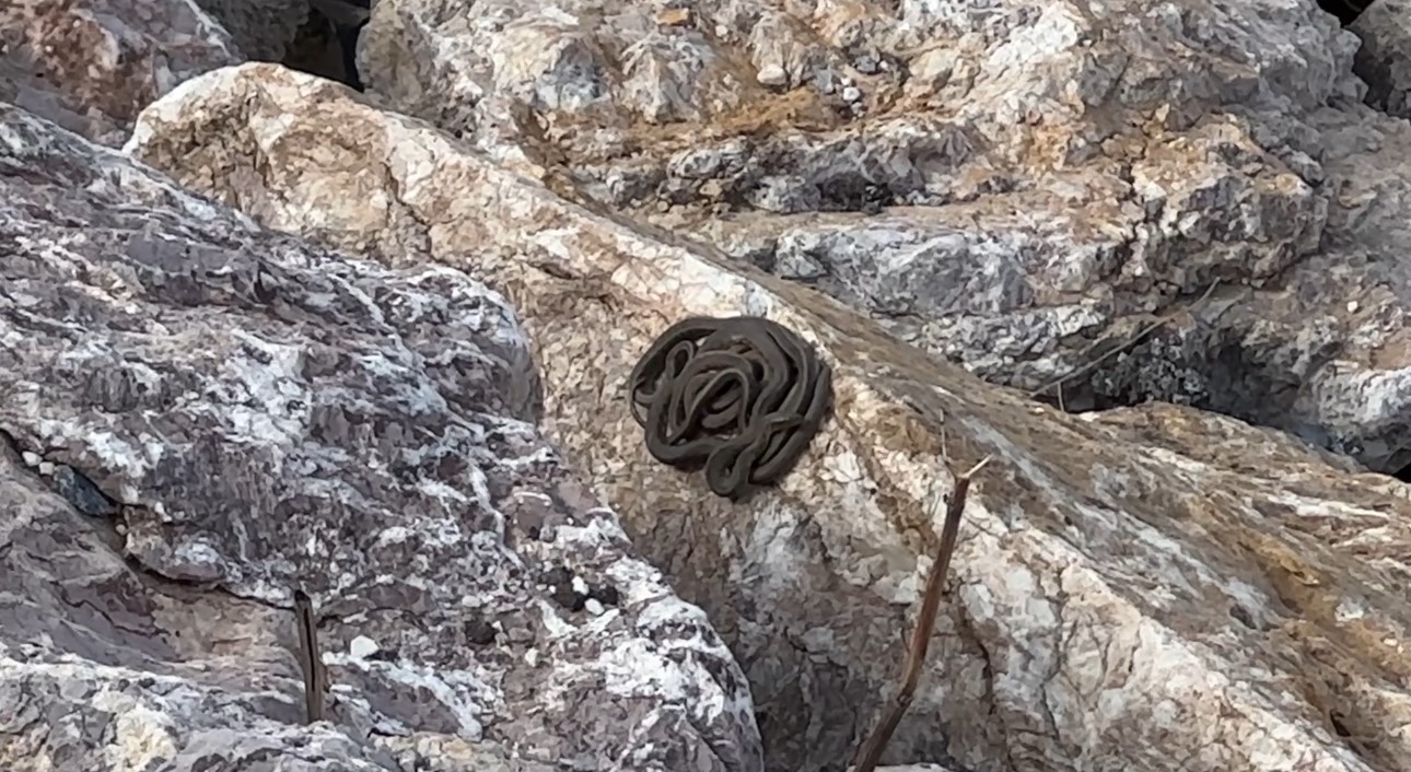 Brezilya’nın ’Yılan Adası’ değil Yüksekova