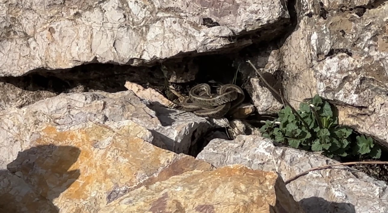 Brezilya’nın ’Yılan Adası’ değil Yüksekova