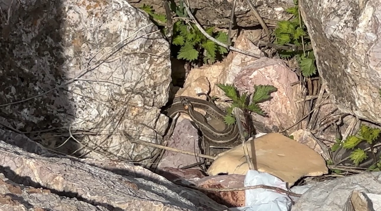 Brezilya’nın ’Yılan Adası’ değil Yüksekova