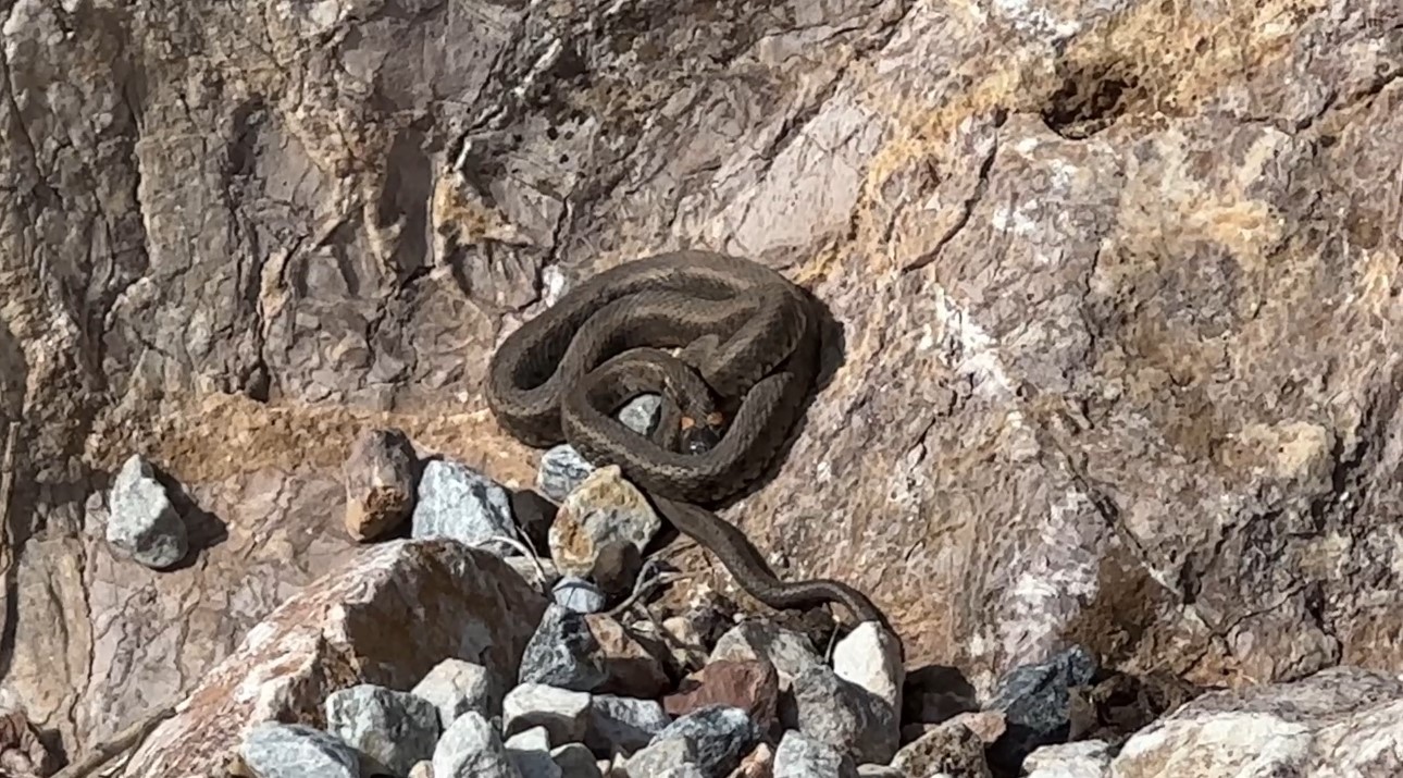 Brezilya’nın ’Yılan Adası’ değil Yüksekova