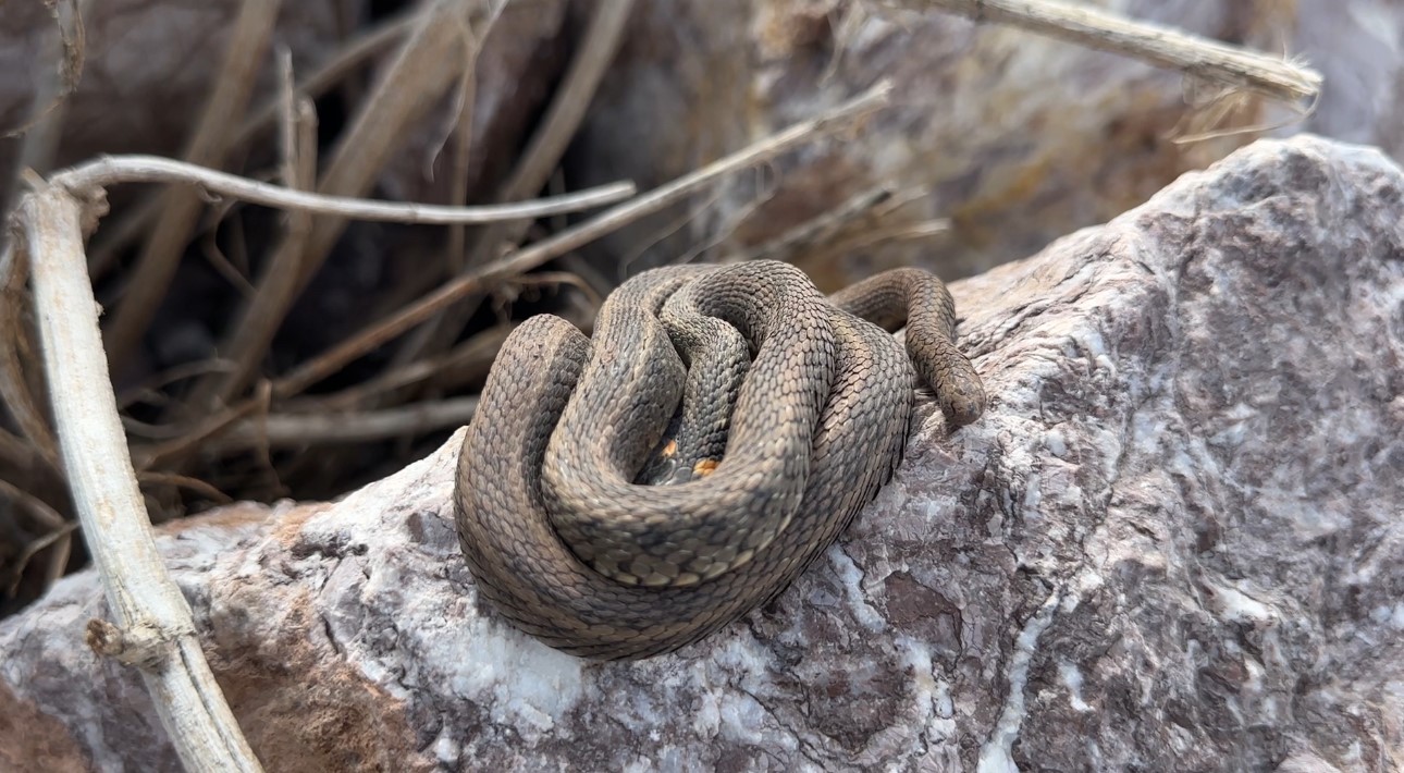 Brezilya’nın ’Yılan Adası’ değil Yüksekova