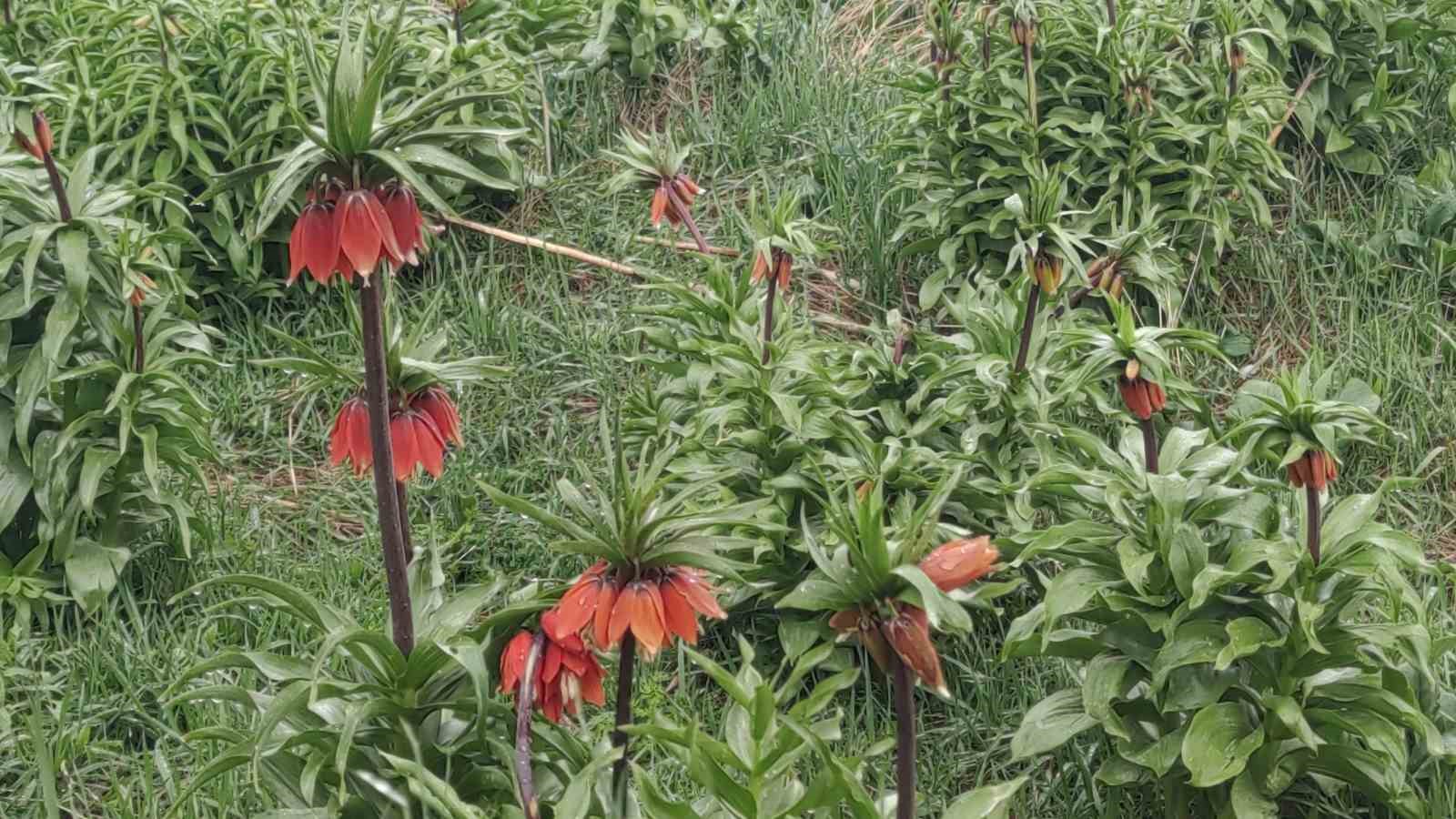 Van’da iki mevsim bir arada