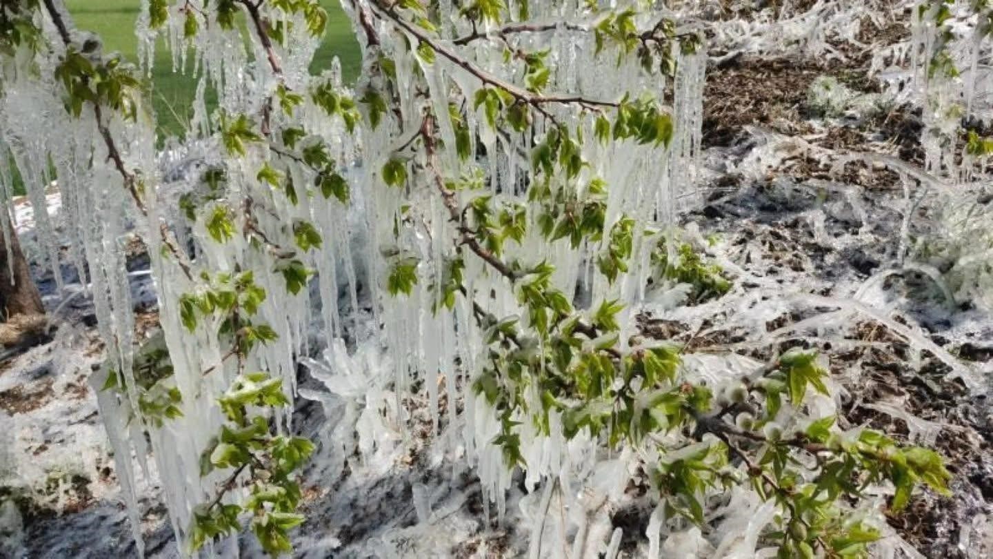 Baskil’de kayısı ağaçlarında sarkıt oluştu