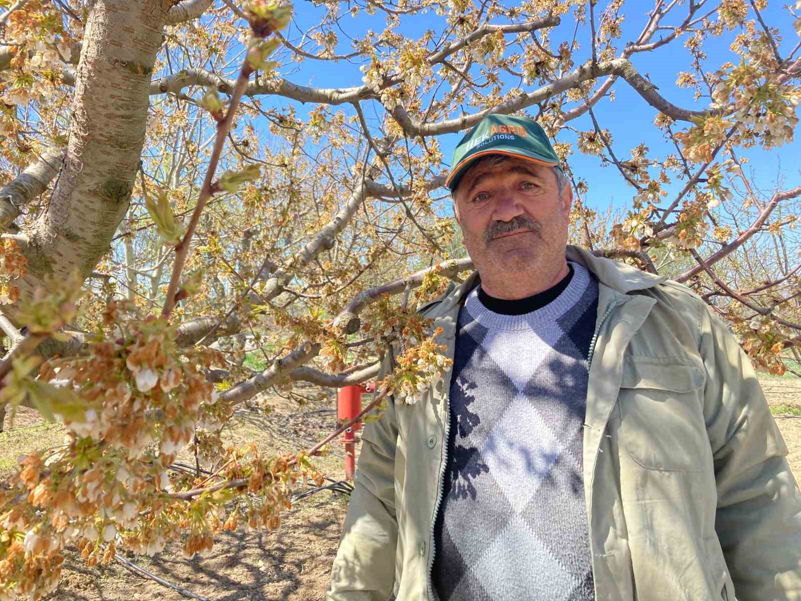 Dünya sofralarını süsleyen ‘Napolyon’ kirazını don vurdu