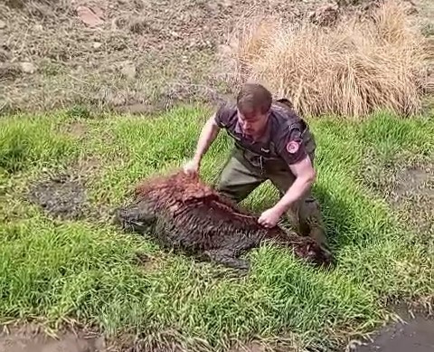 Bataklığa saplanan koyunu kurtardılar