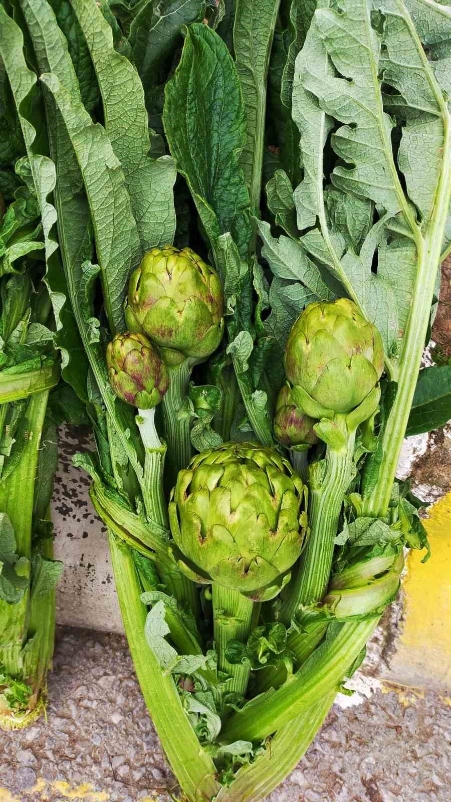 Aydın’da enginar sezonu açıldı, tezgahlar yeşile büründü