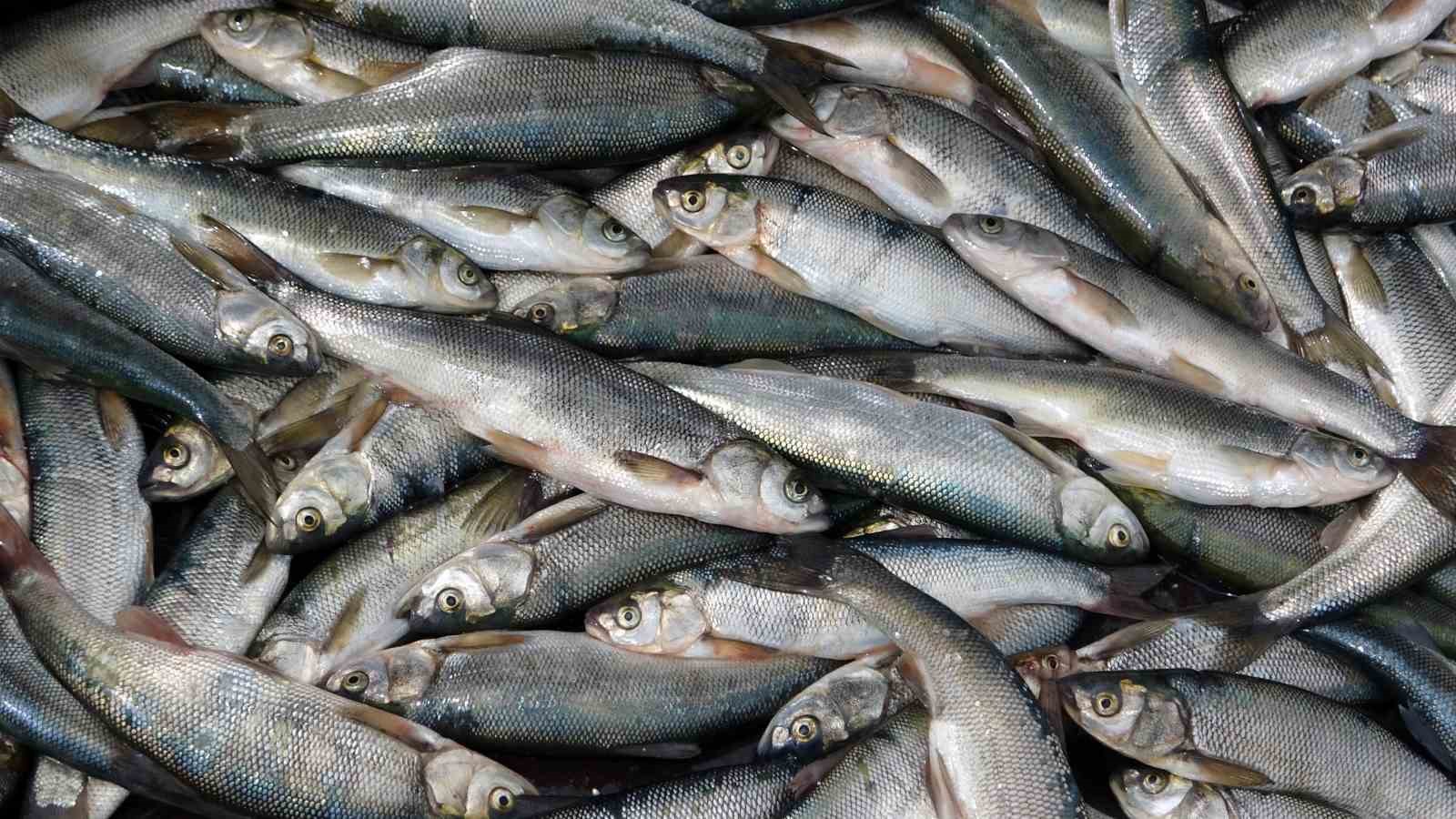 Van Gölü’nde son ağlar çekildi: İnci kefali av yasağı başladı