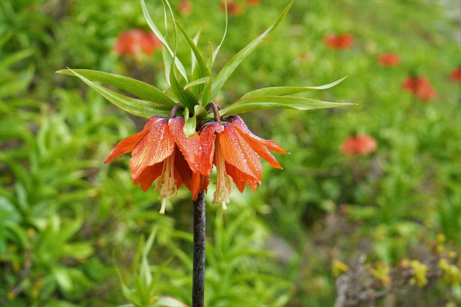Ters laleleri görmek için 500 kilometre yol geldiler ama dokunamadılar