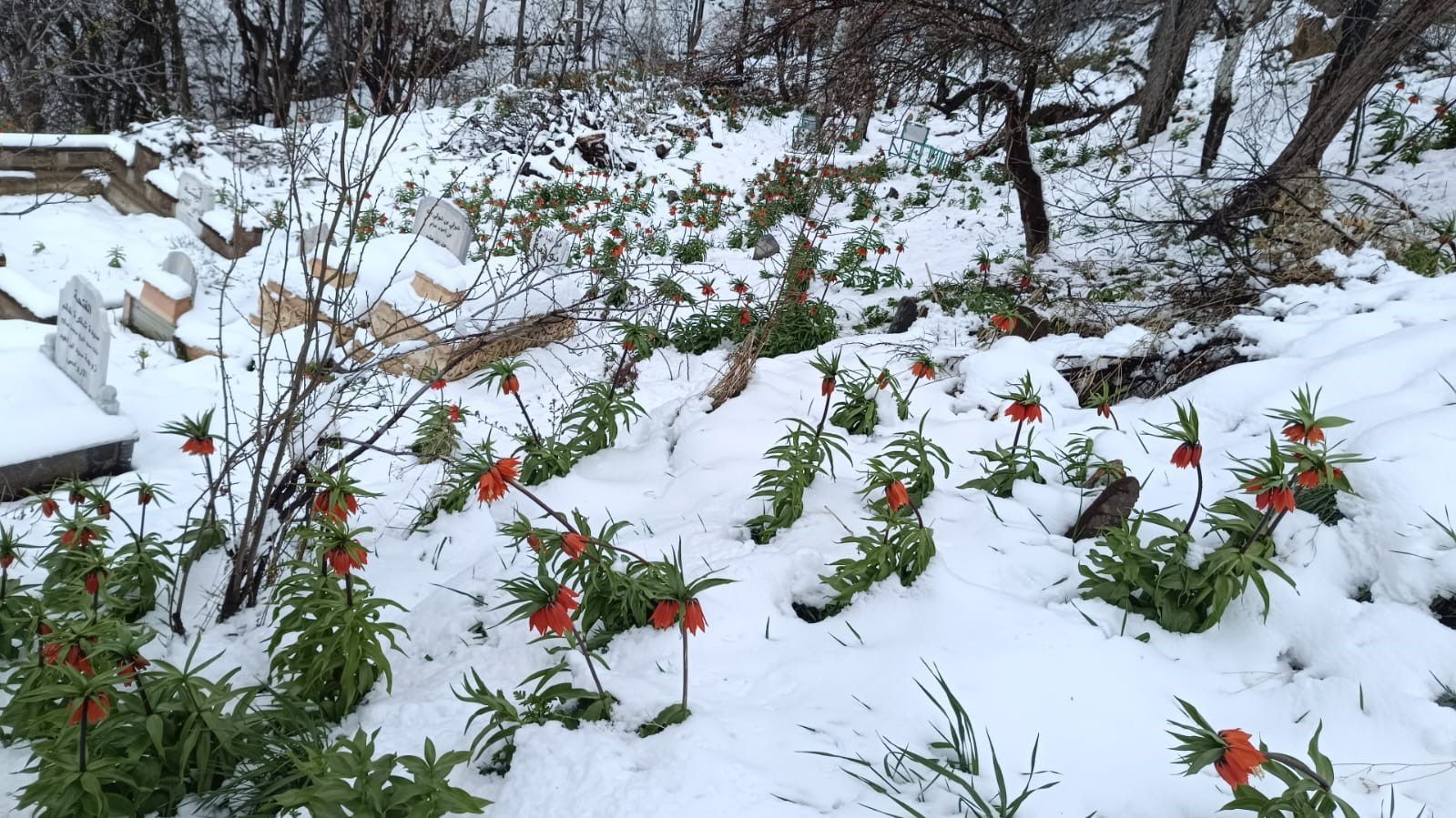 Van’da ters laleler kar altında kaldı