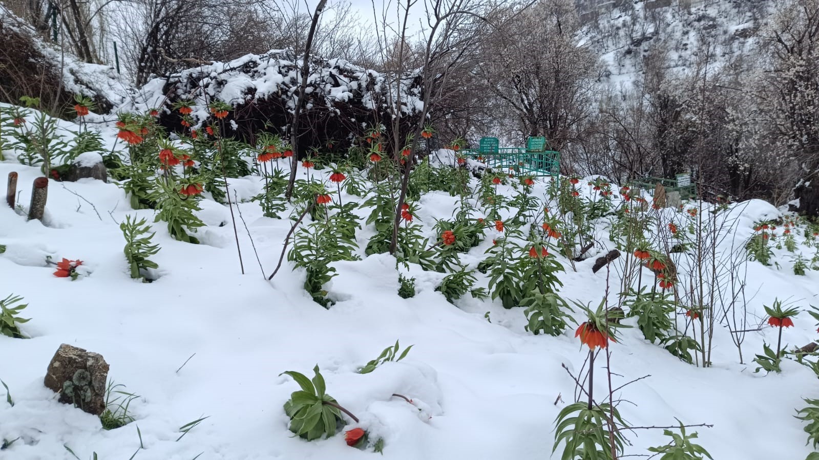 Van’da ters laleler kar altında kaldı