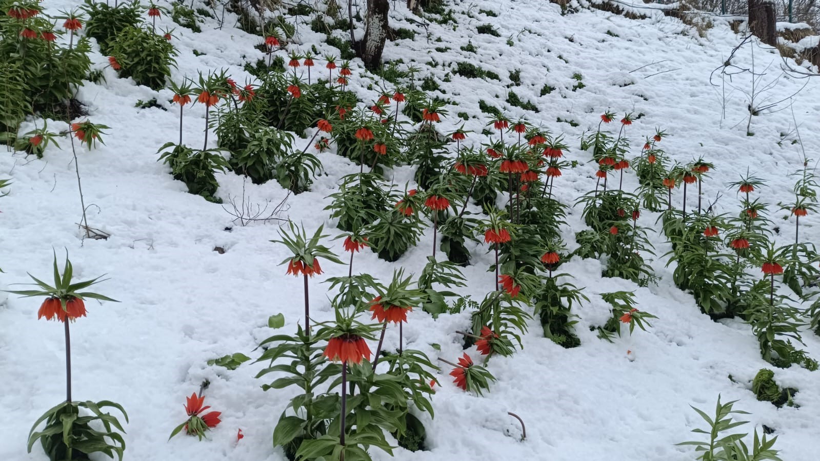 Van’da ters laleler kar altında kaldı