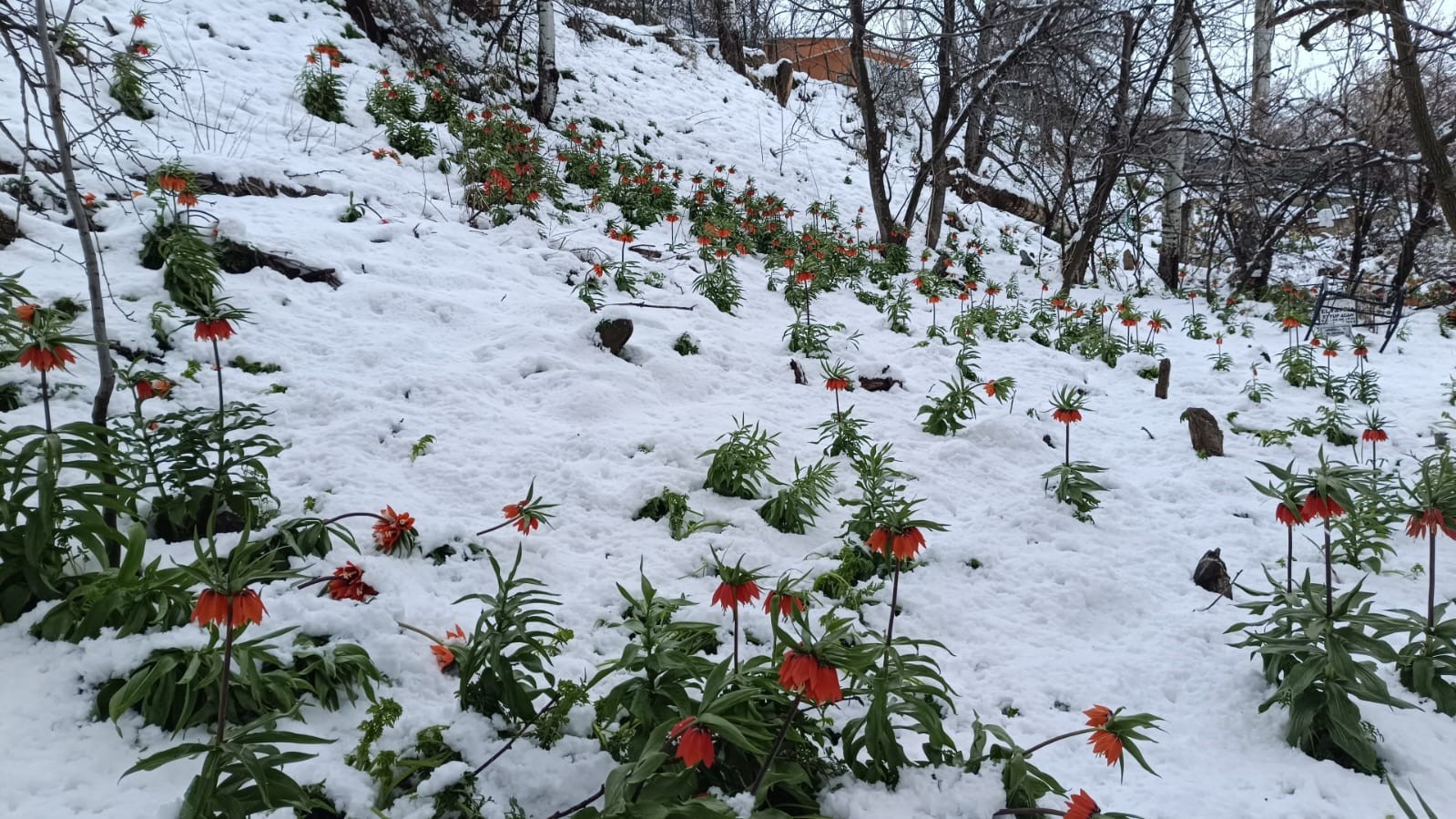 Van’da ters laleler kar altında kaldı