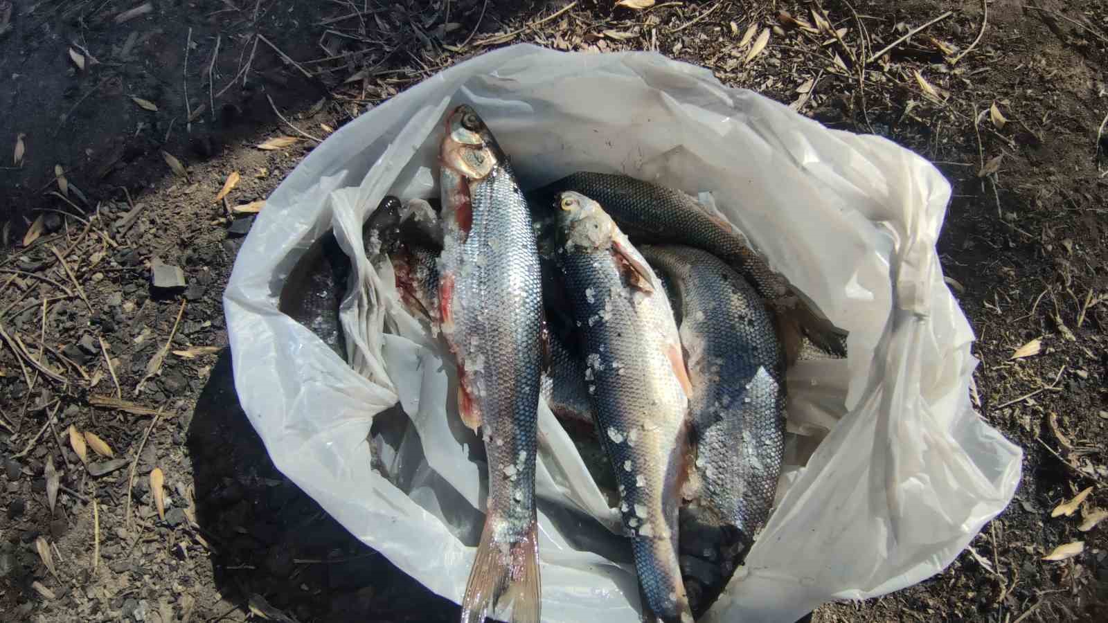 Yasak öncesi son mangal