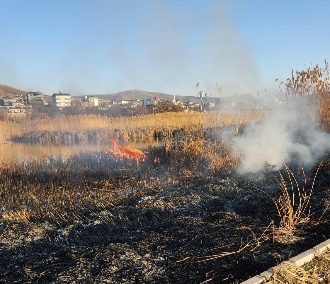 Van’da sazlıklar tehlikede