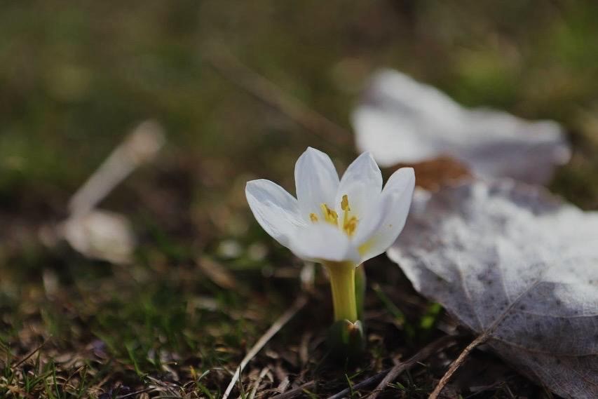 Ağrı’da baharın renkleri ortaya çıkmaya başladı