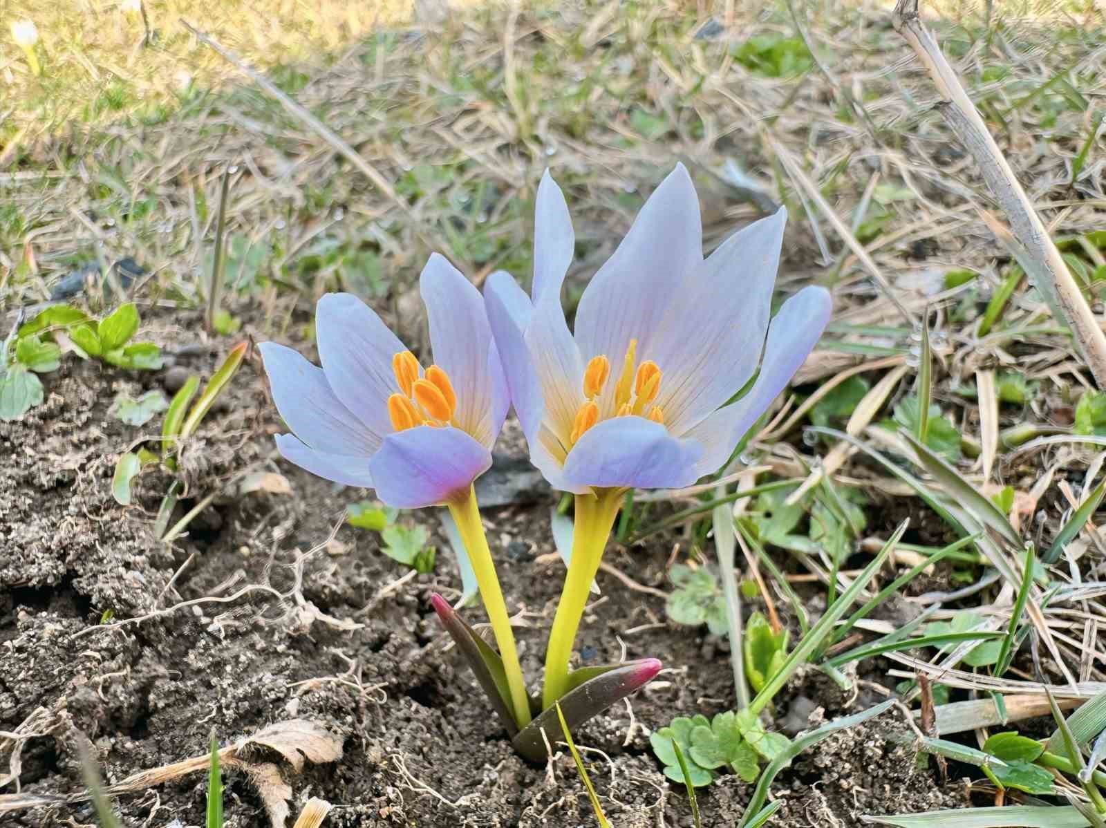 Ağrı’da baharın renkleri ortaya çıkmaya başladı
