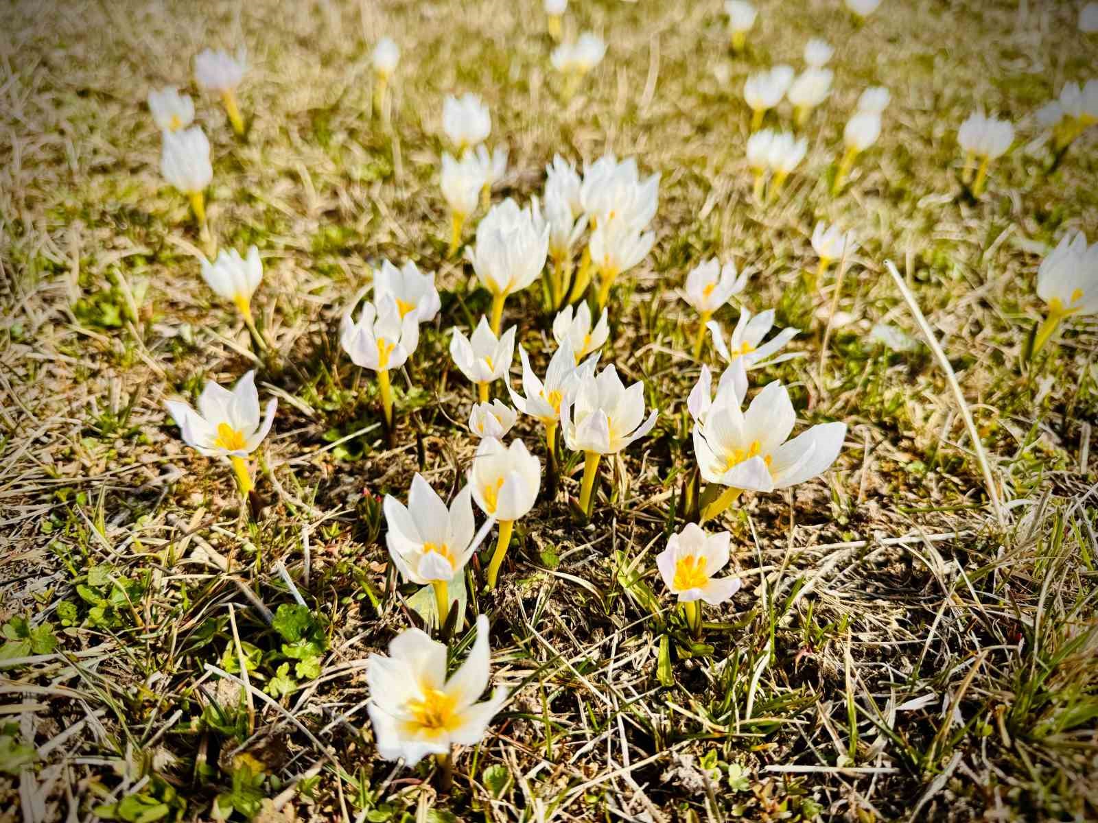 Ağrı’da baharın renkleri ortaya çıkmaya başladı