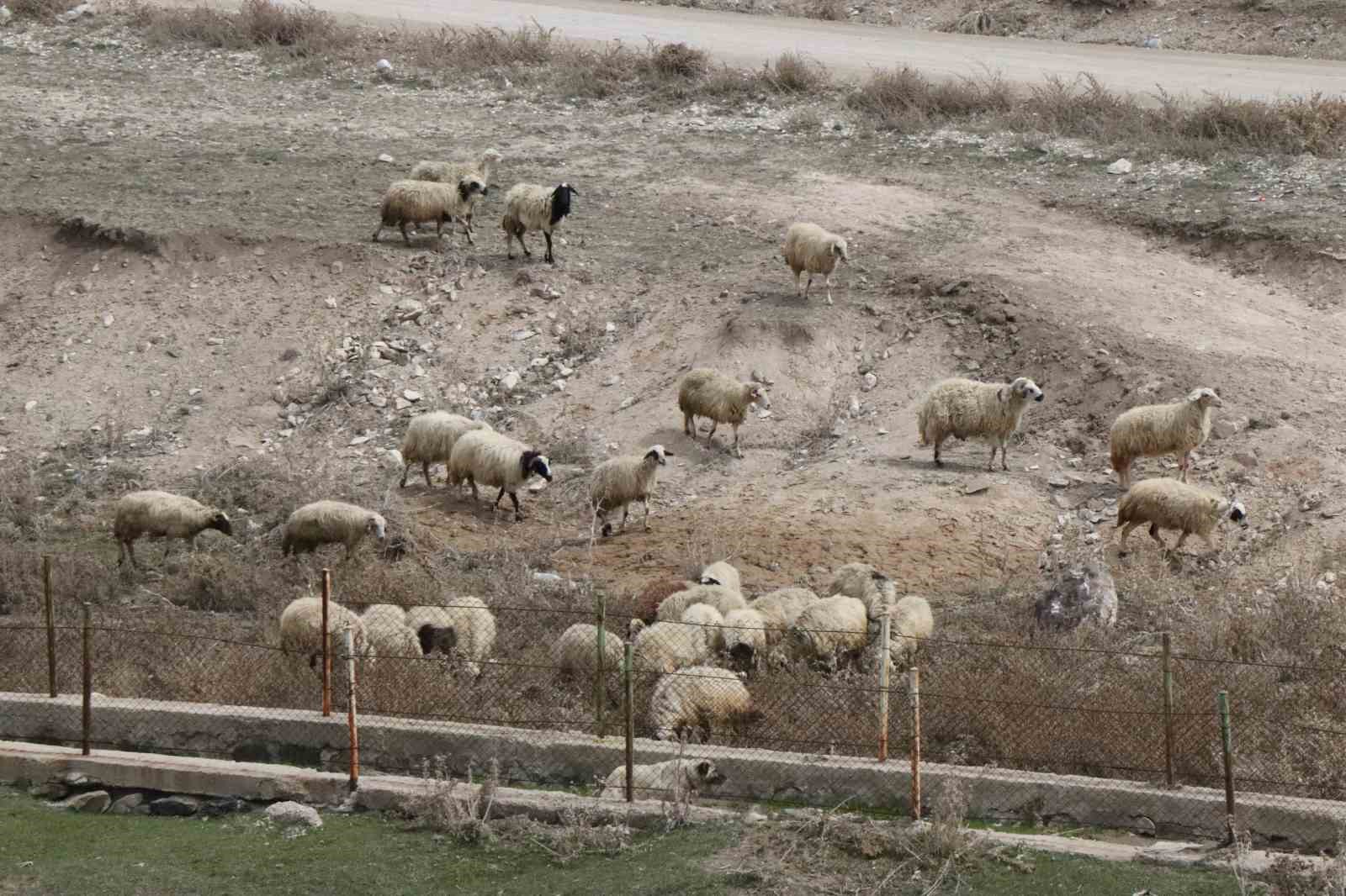 Baharın gelişiyle Diyadin’de koyunlar yeniden yola koyuldu