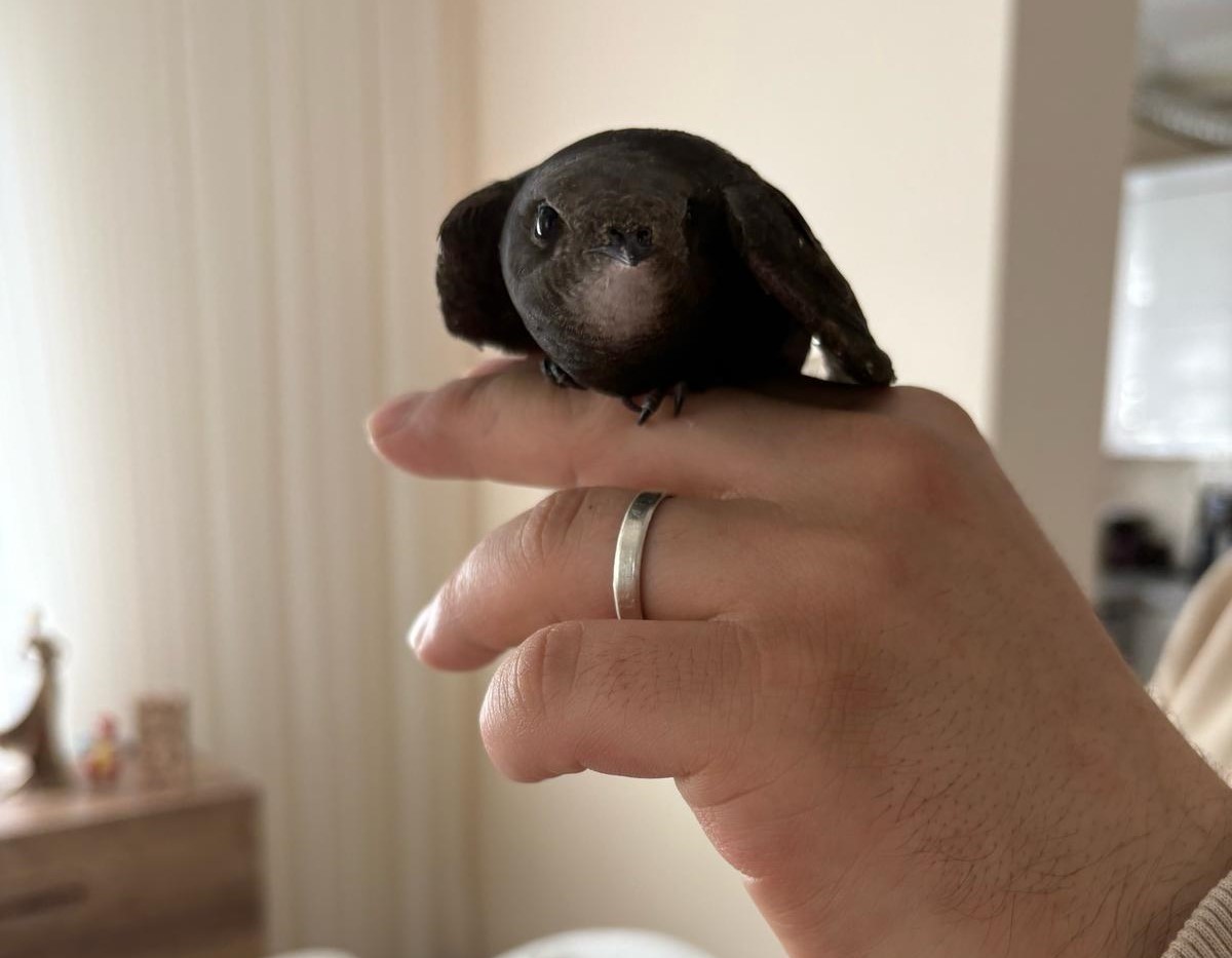 Ordu’da esnafın davetsiz misafiri: Atmaca zannetti, ebabil kuşu çıktı