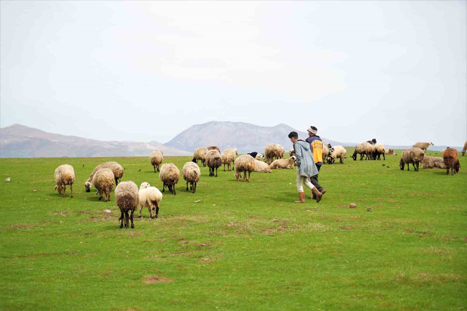 Muş’ta ilkbaharın gelmesiyle 1 milyon 250 bin hayvan meraya çıkarıldı