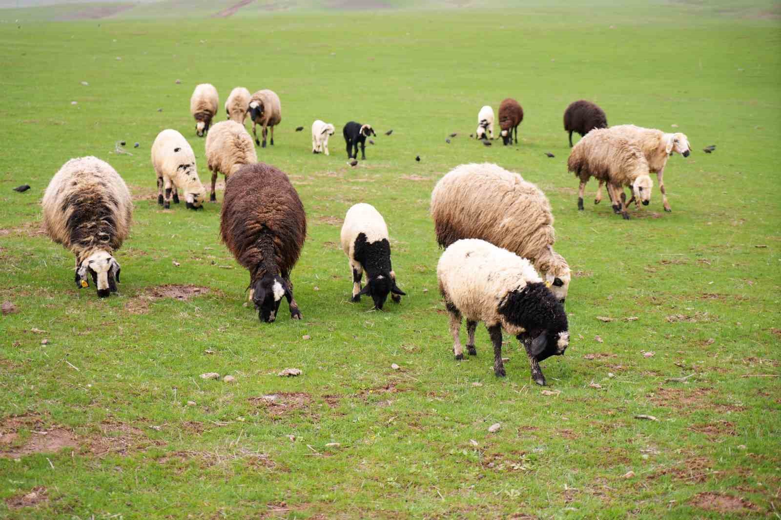 Muş’ta ilkbaharın gelmesiyle 1 milyon 250 bin hayvan meraya çıkarıldı