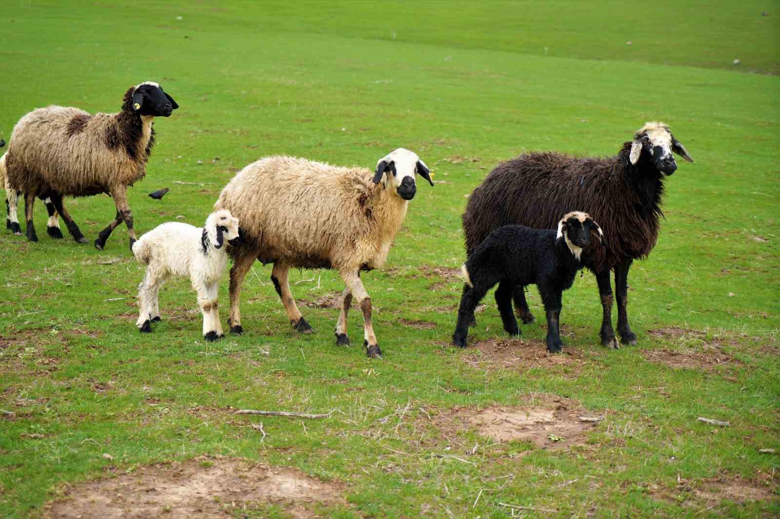 Muş’ta ilkbaharın gelmesiyle 1 milyon 250 bin hayvan meraya çıkarıldı