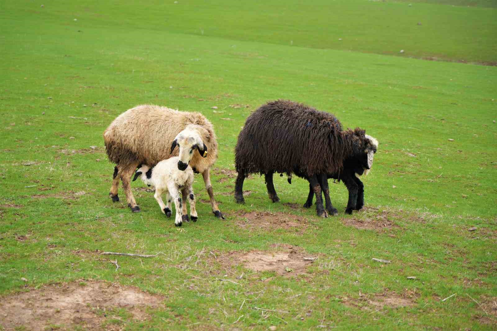 Muş’ta ilkbaharın gelmesiyle 1 milyon 250 bin hayvan meraya çıkarıldı