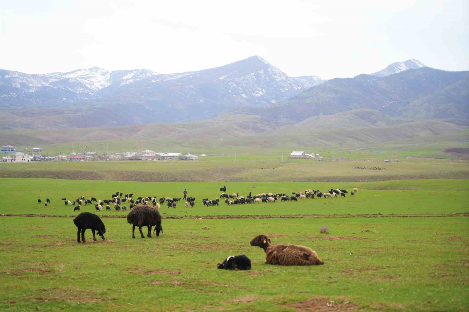 Muş’ta ilkbaharın gelmesiyle 1 milyon 250 bin hayvan meraya çıkarıldı