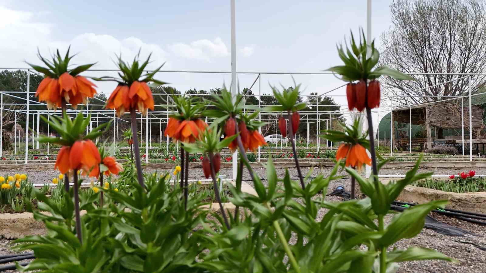 Bu çiçeği koparmanın cezası 577 bin lira