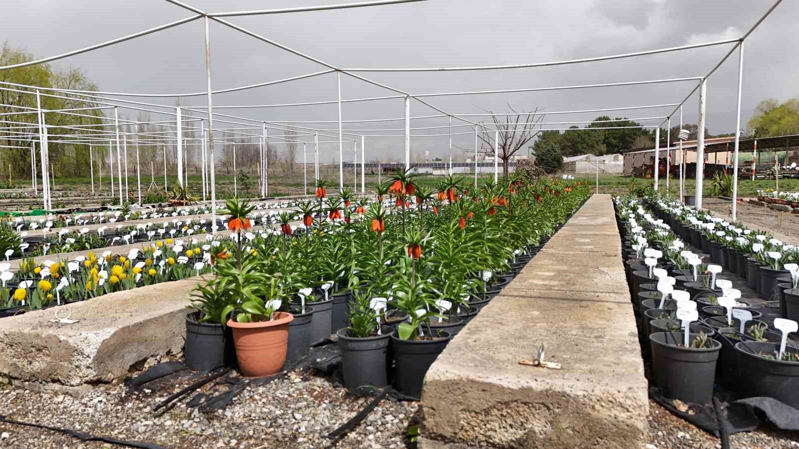 Bu çiçeği koparmanın cezası 577 bin lira