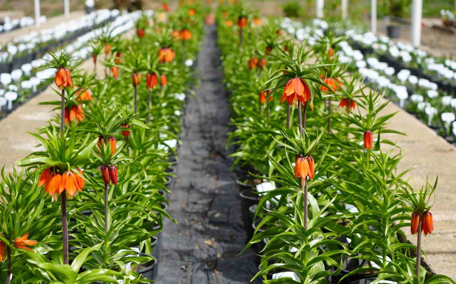 Bu çiçeği koparmanın cezası 577 bin lira