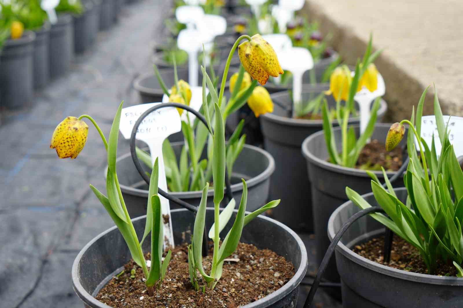 Bu çiçeği koparmanın cezası 577 bin lira