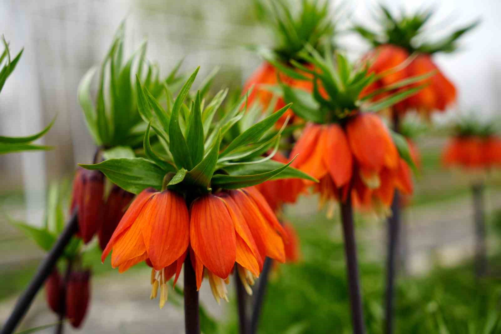 Bu çiçeği koparmanın cezası 577 bin lira