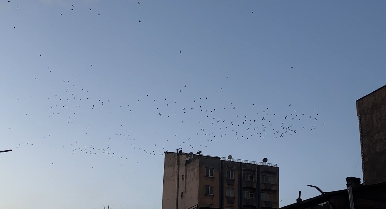 Baharın müjdecisi sığırcık kuşları Yüksekova semalarında