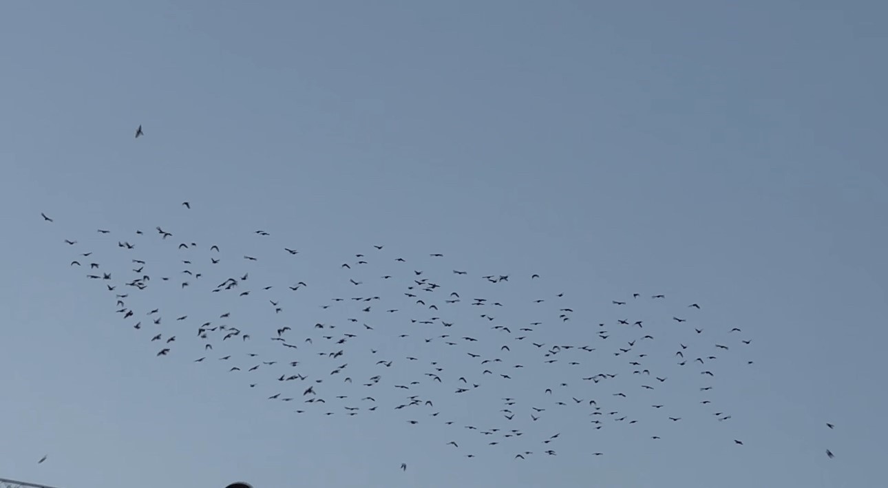 Baharın müjdecisi sığırcık kuşları Yüksekova semalarında