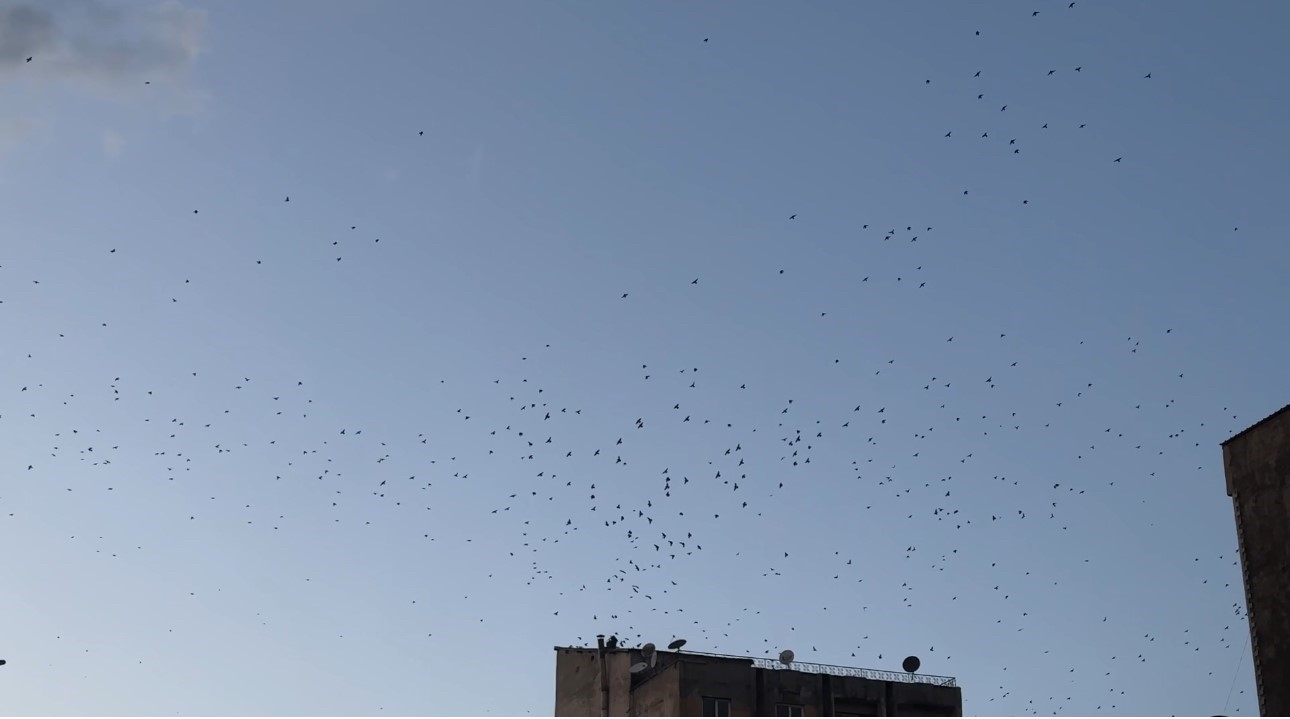 Baharın müjdecisi sığırcık kuşları Yüksekova semalarında