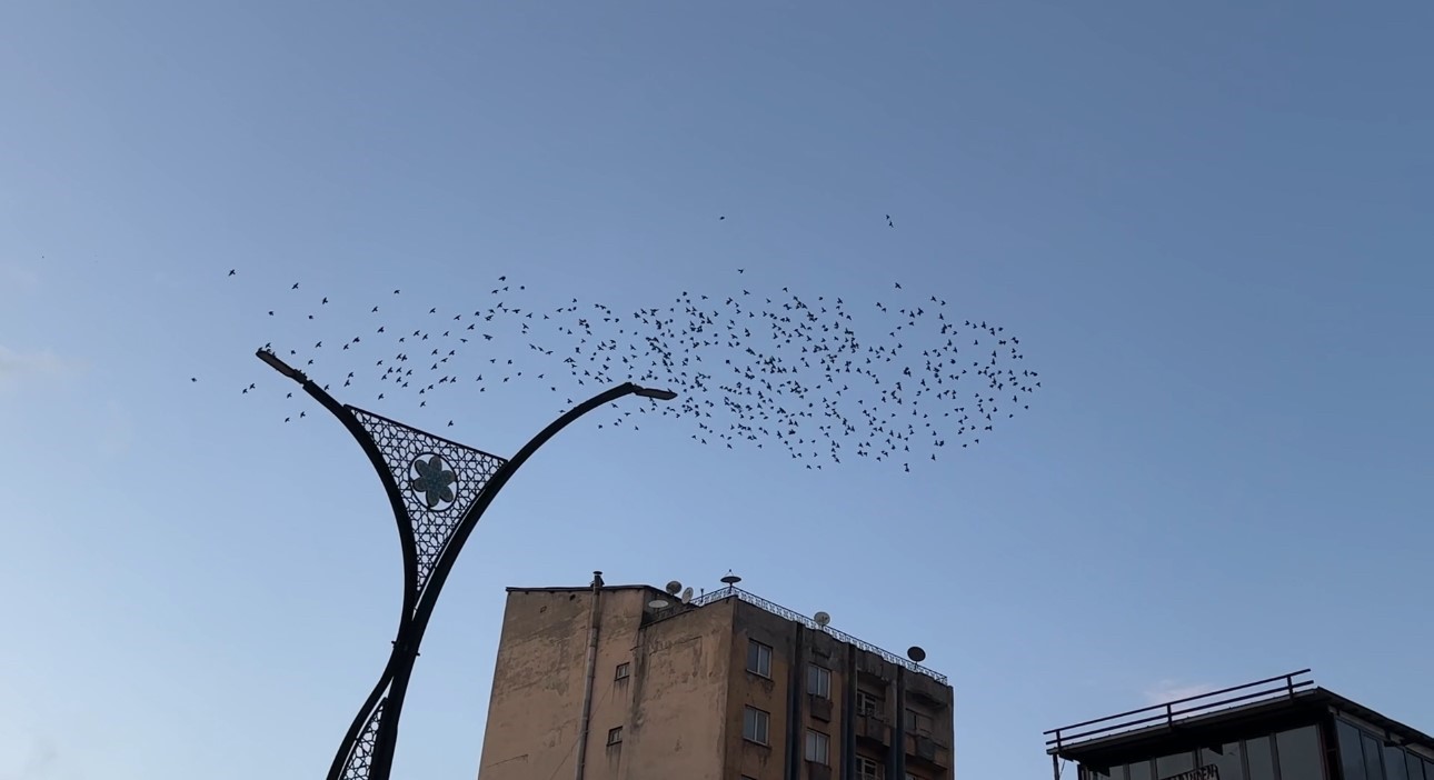 Baharın müjdecisi sığırcık kuşları Yüksekova semalarında