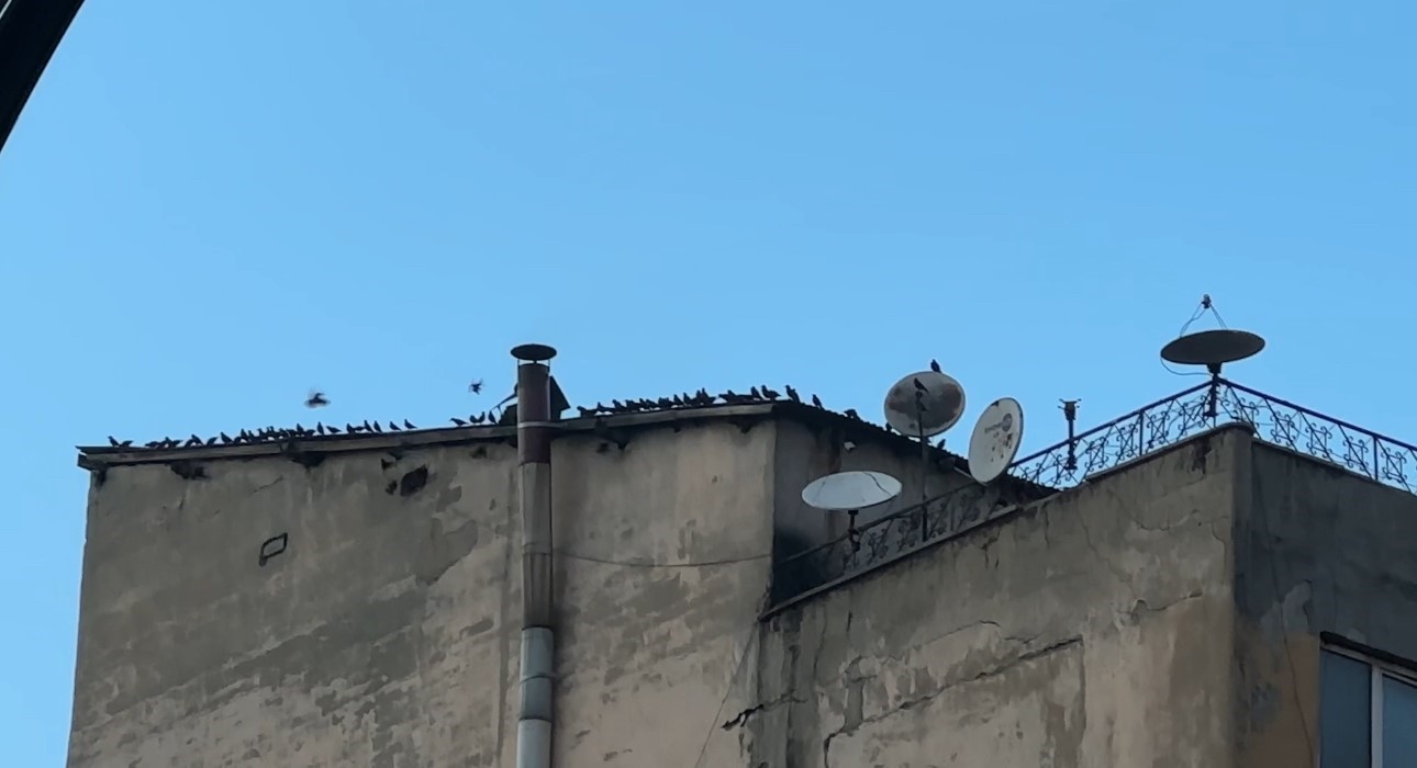 Baharın müjdecisi sığırcık kuşları Yüksekova semalarında