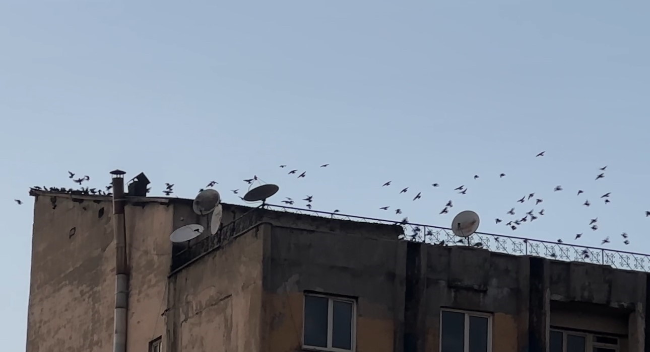 Baharın müjdecisi sığırcık kuşları Yüksekova semalarında