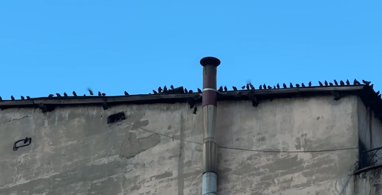 Baharın müjdecisi sığırcık kuşları Yüksekova semalarında