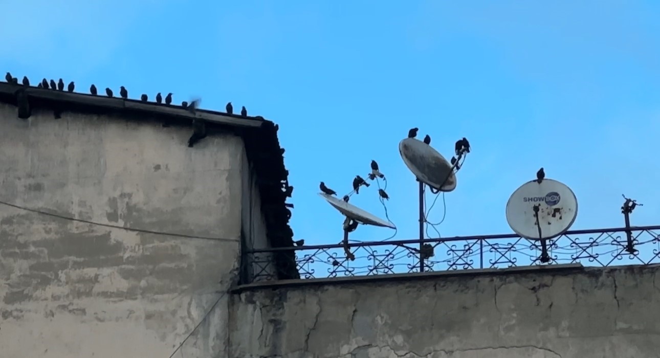 Baharın müjdecisi sığırcık kuşları Yüksekova semalarında