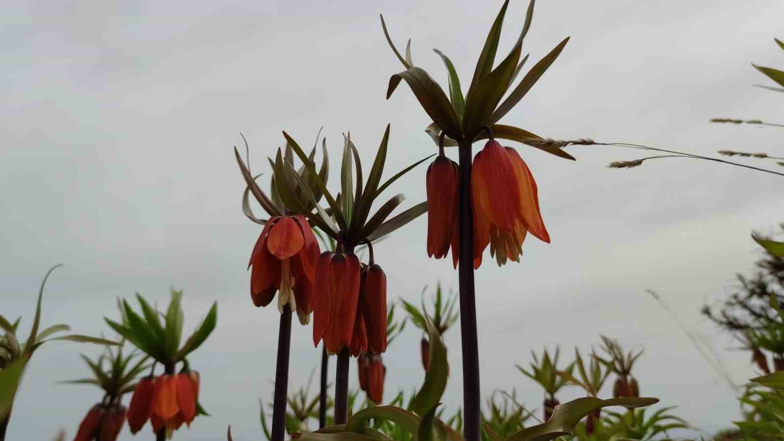 Van’da açan ters laleler ile kardelenler doğayı süsledi
