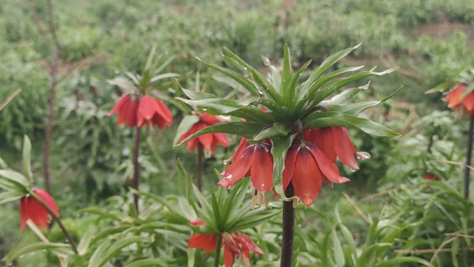 Van’da açan ters laleler ile kardelenler doğayı süsledi