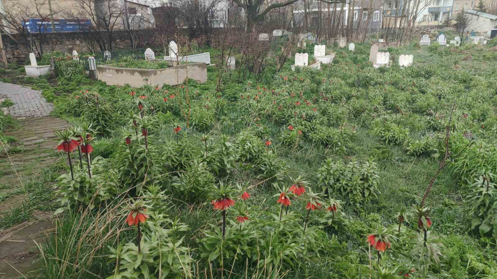 Van’da açan ters laleler ile kardelenler doğayı süsledi