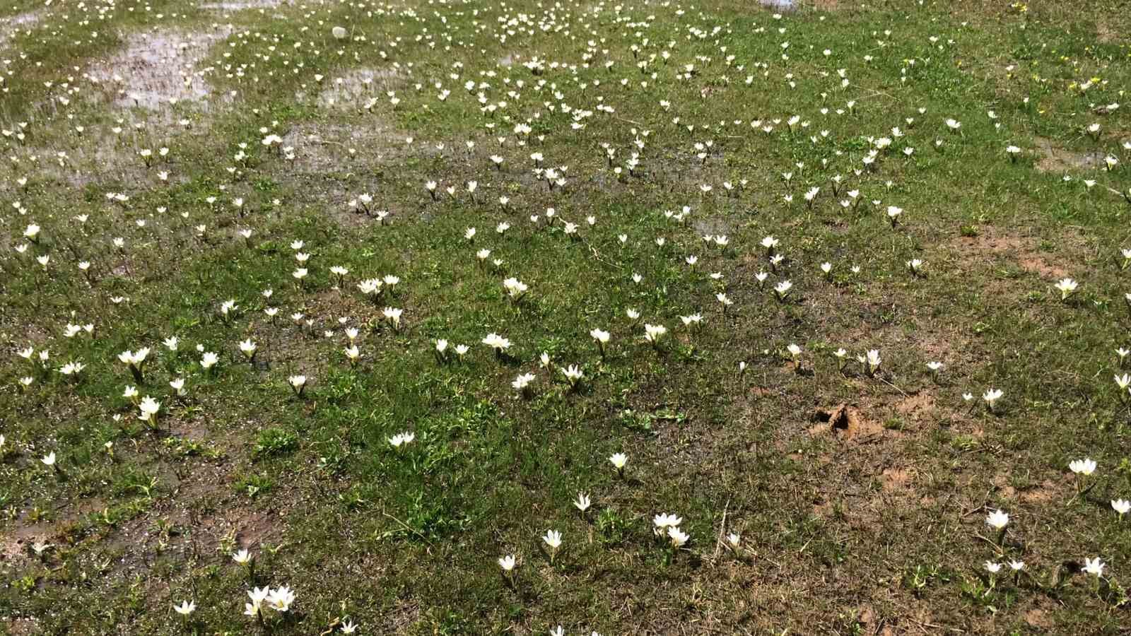 Van’da açan ters laleler ile kardelenler doğayı süsledi