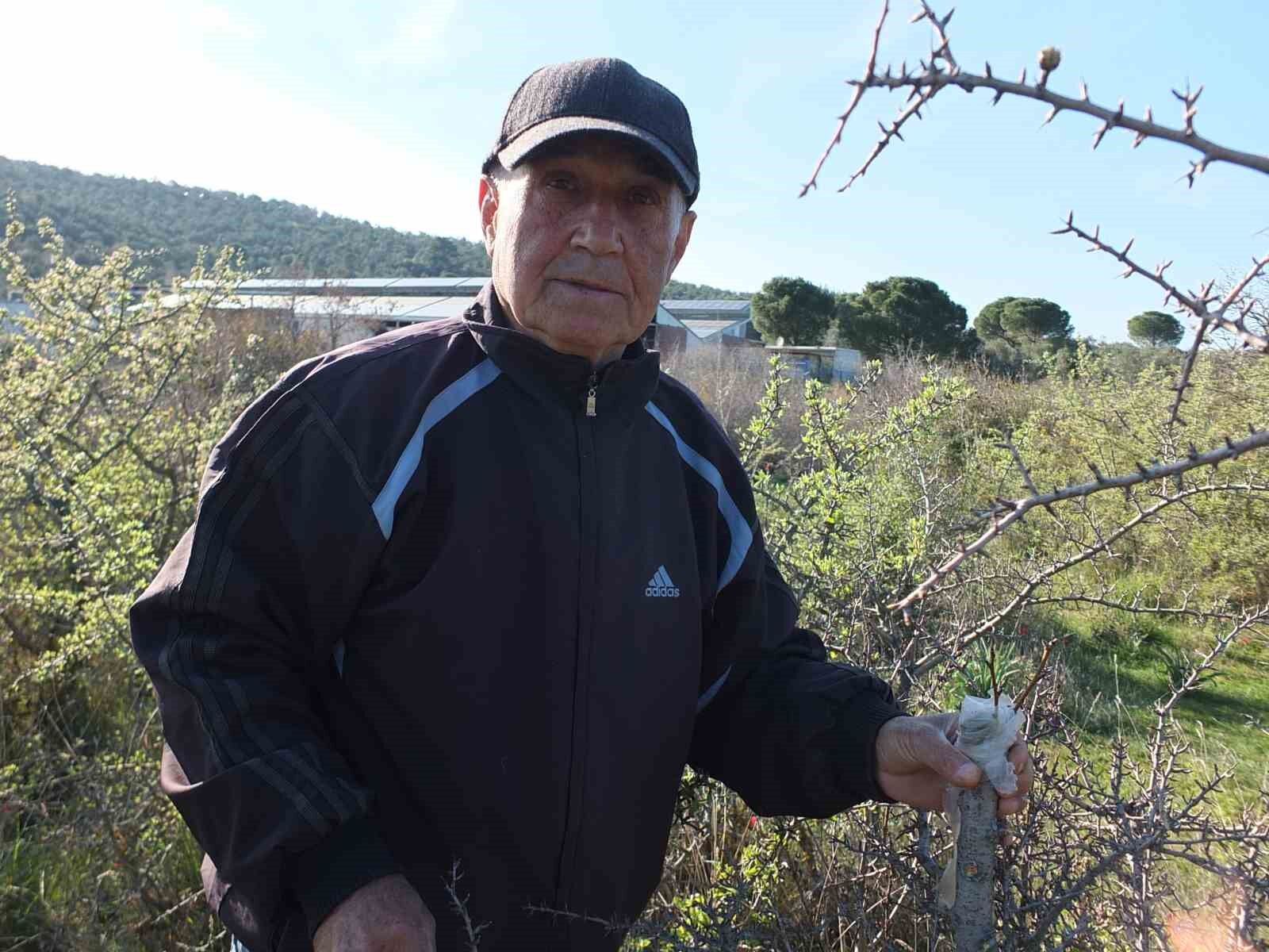 Balıkesirli vatandaş hayır için meralardaki 10 bin ağacı aşıladı
