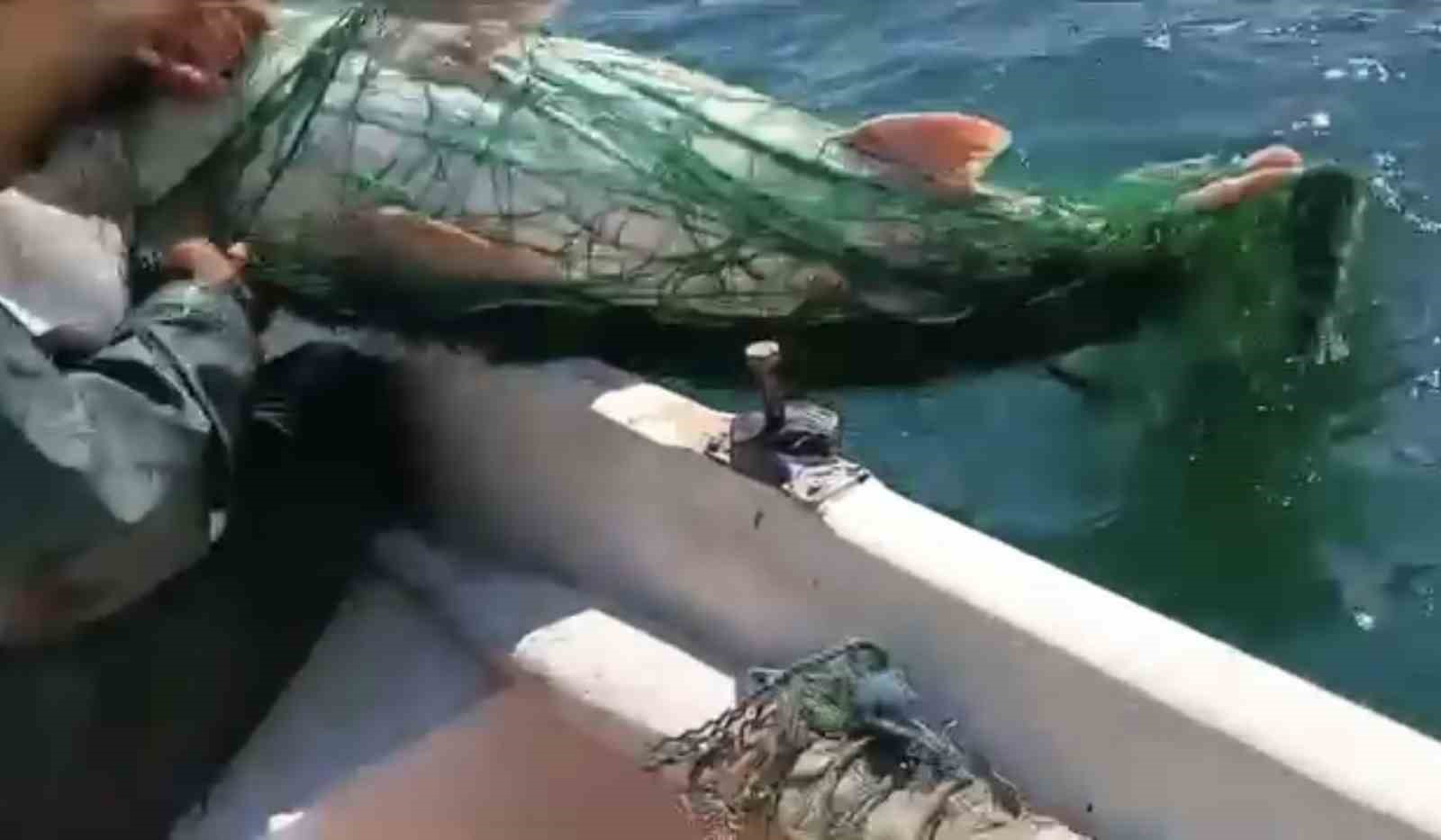 Keban Baraj Gölünde 72 kiloluk dev turna balığı yakalandı