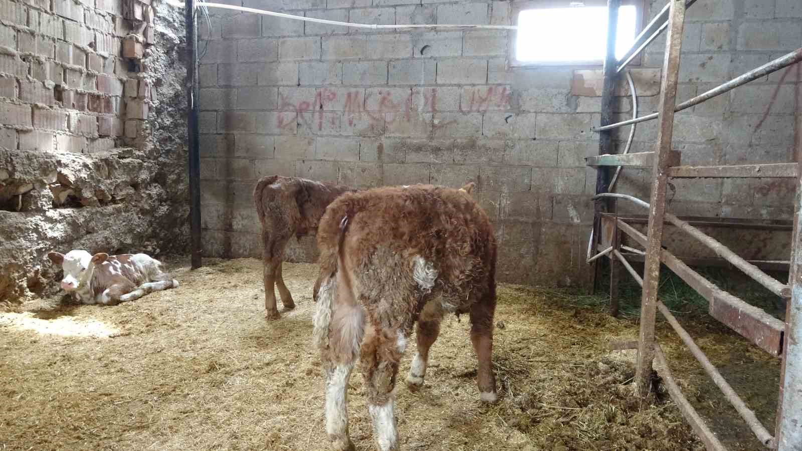 Ahırda dehşet: Onlarca büyükbaş hayvan akıma kapıldı, 4’ü telef oldu